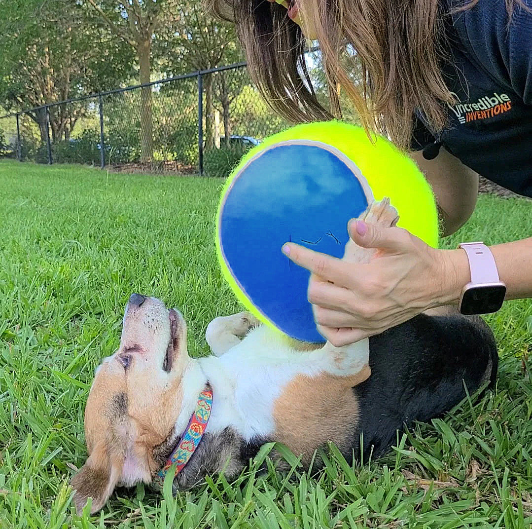 Swerve Sports Jumbo Pet Tennis Ball - 9.5" Green